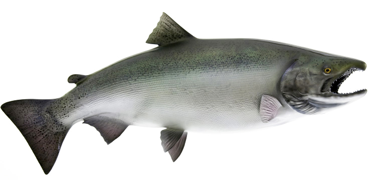 King /Chinook Salmon release mount King /Chinook Salmon fishmount