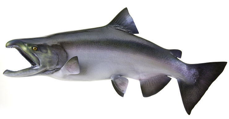 King /Chinook Salmon release mount King /Chinook Salmon fishmount