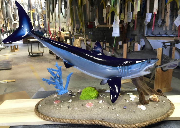 Mako Shark reproduction by Gray Taxidermy Mako shark mount by Gray Taxidermy
