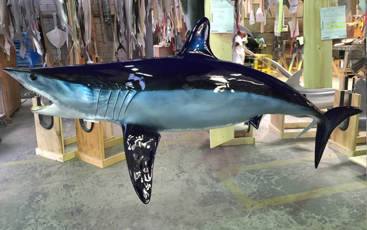 Mako Shark reproduction by Gray Taxidermy Mako shark mount by Gray Taxidermy