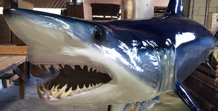 Mako Shark reproduction by Gray Taxidermy Mako shark mount by Gray Taxidermy