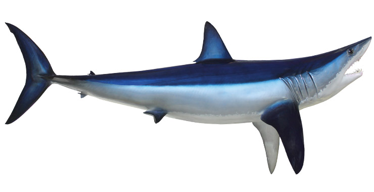 Mako Shark replica Mako Shark mount