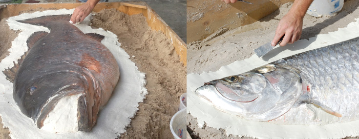 Snapper and Tarpon molded Snapper and Tarpon molded