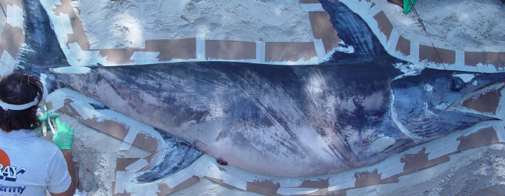 Swordfish molded Swordfish molded