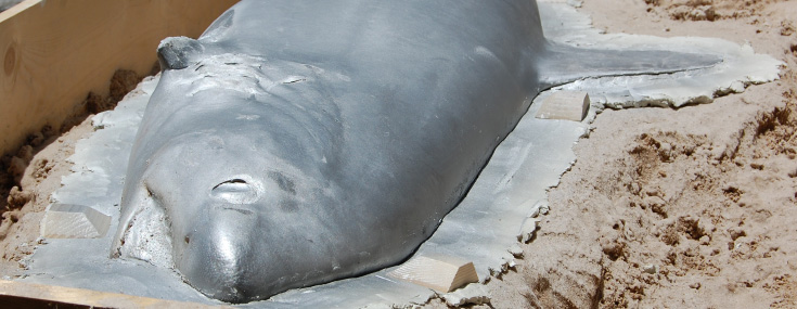 Shark mold in process at Gray's Shark mold in process
