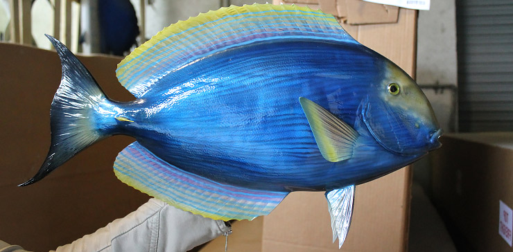 Palani fish mount Palani fishmount GrayTaxidermy
