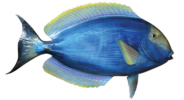 Click to zoom Palani Fishmount