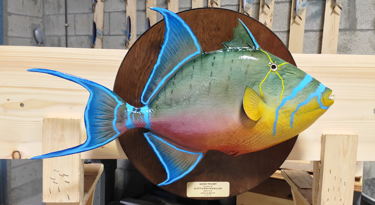 Queen Triggerfish mount