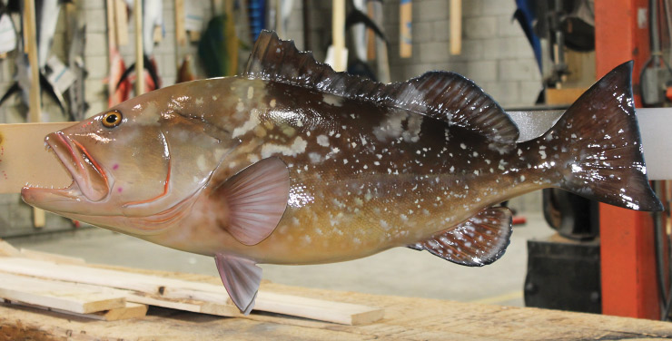 Red Grouper Fishmount trophy Red Grouper Fishmount