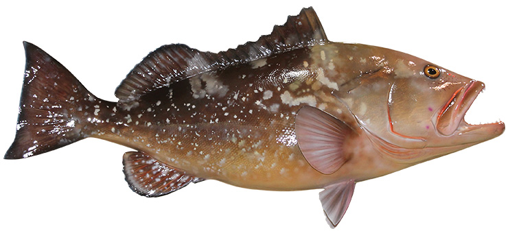 Click to zoom Red Grouper Fishmount