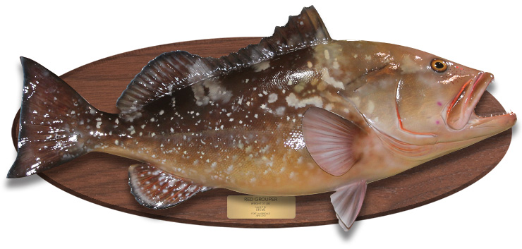 Red Grouper replica on a wood plaque Red Grouper fishmount on a wood plaque