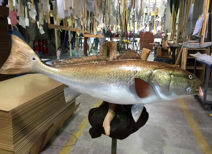Redfish mount mudball