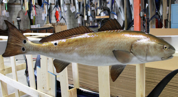 Redfish mount
