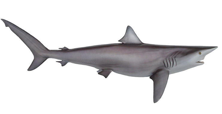 Silky Shark Replica from Gray Taxidermy Silky Shark Mount