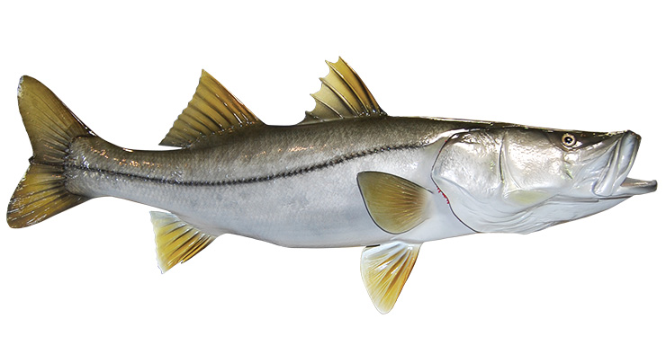 Snook mount