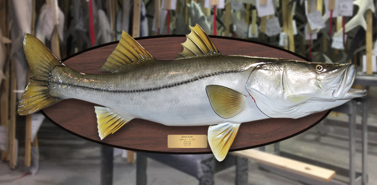 Snook fish mount on wood plaque