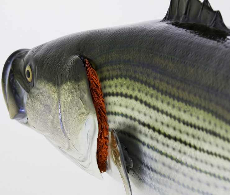 Striped Bass fish gills