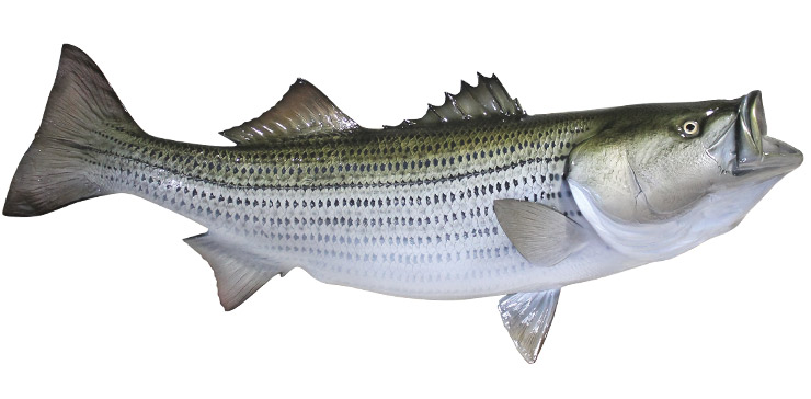 Striped Bass fish mount