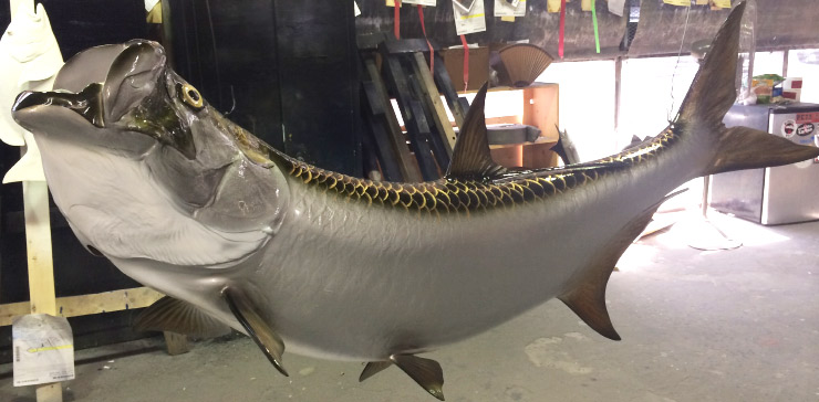 Tarpon fish trophy on custom wood panel Tarpon fish mount on custom wood panel