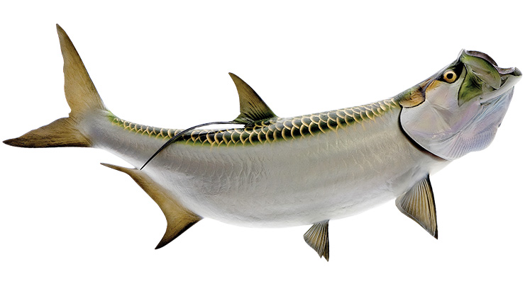 Click to zoom Tarpon fish mount
