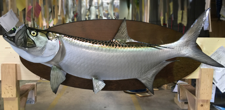 Tarpon fish trophy on custom base Tarpon fish on custom base