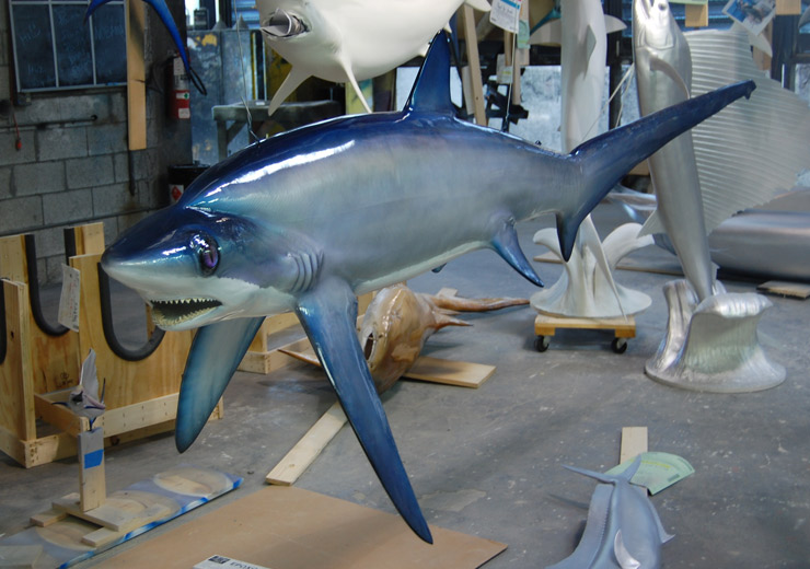 Thresher Shark replica from Gray Taxidermy Thresher Shark mount from Gray Taxidermy