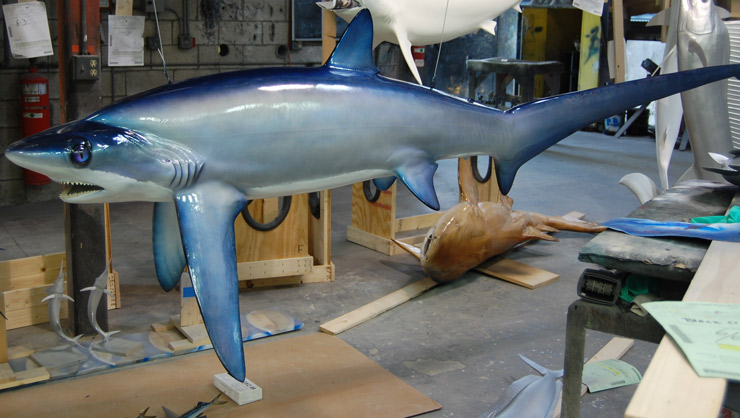 Thresher Shark replica broad view Thresher Shark mount broad view