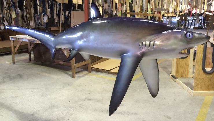 Thresher Shark replica broad view Thresher Shark mount broad view