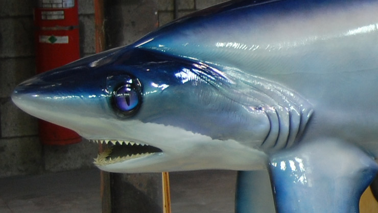 Thresher Shark reproduction close up Thresher Shark mount close up