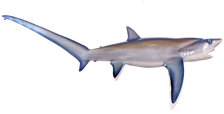 Thresher Shark Replica Thresher Shark Mount