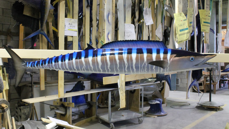 Wahoo fish trophy on wood plaque Wahoo fish on wood plaque