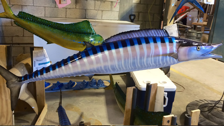 Wahoo fish trophy down curve Wahoo fish mount Down Curve