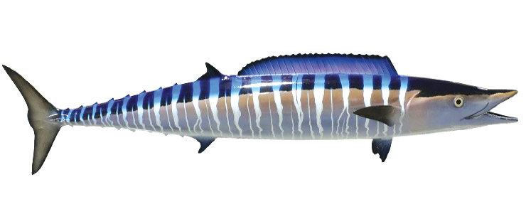 Click to zoom Wahoo fish mount