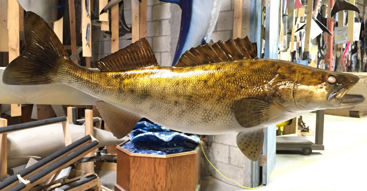 Walleye fishmount