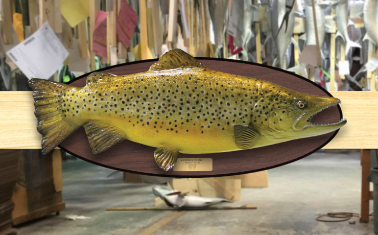 Brown Trout trophy with wood plaque Brown Trout Fishmount with wood plaque