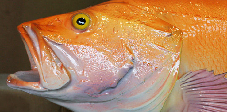 Yelloweye Rockfish trophy mount close up Yelloweye Rockfish mount close up