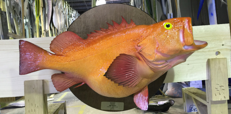 Yelloweye Rockfish trophy on wood plaque at Gray Taxidermy Yelloweye Rockfish Wood Plaque mount at Gray Taxidermy