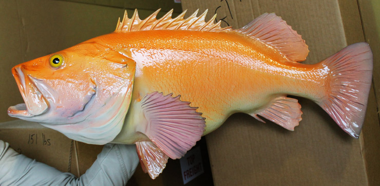 Yelloweye Rockfish trophy mount at Gray Taxidermy Yelloweye Rockfish mount at Gray Taxidermy