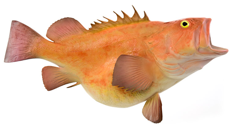 Click to zoom Yelloweye Rockfish mount