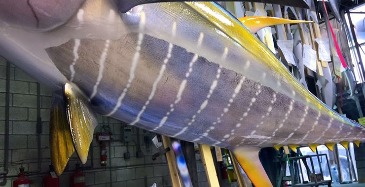 Yellowfin Tuna mount close up